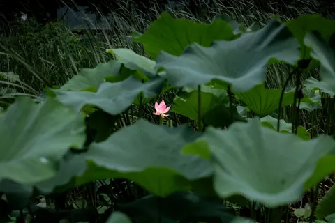 Hình nền Đầm Sen 4K · flowers · 3840×2560
