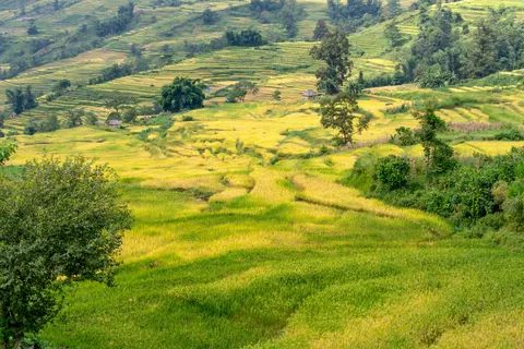 Rice Terraces 4K Wallpaper · nature · 3840×2561