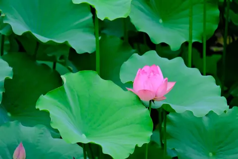 Tapeta Staw z Lotosami 4K · flowers · 3840×2560