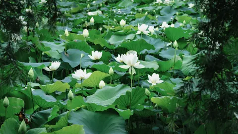 荷塘 4K桌布 · flowers · 3840×2160