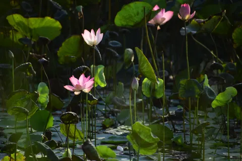Fond d'écran Bassin de lotus 4K · flowers · 3840×2560