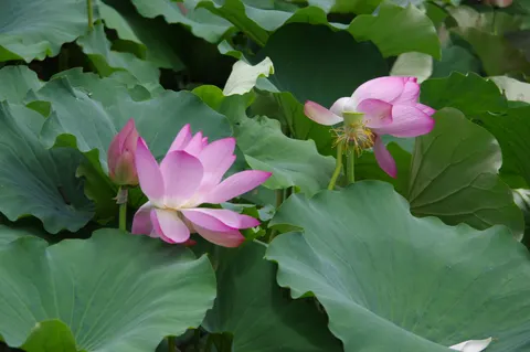 Обои Пруд с лотосами 4K · flowers · 3840×2553