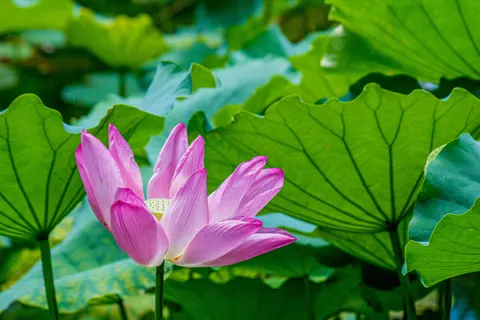 Lotus Pond 4K Wallpaper · flowers · 3840×2560