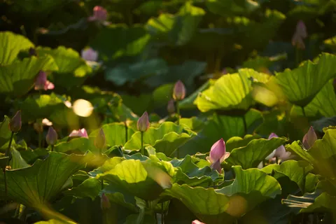 Tapeta Staw z Lotosami 4K · flowers · 3840×2563