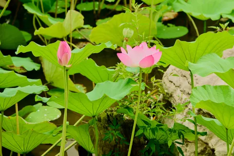 荷塘 4K桌布 · flowers · 3840×2560