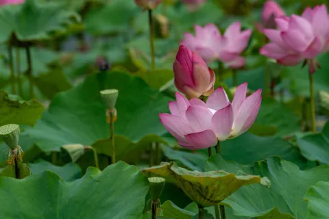 Обои Пруд с лотосами 4K · flowers · 3840×2560