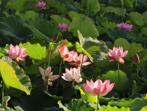 Обои Пруд с лотосами 4K · flowers · 3840×2892