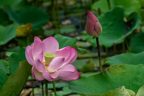 Hình nền Đầm Sen 4K · flowers · 3840×2560