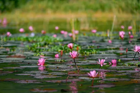 荷塘 4K桌布 · flowers · 3840×2555