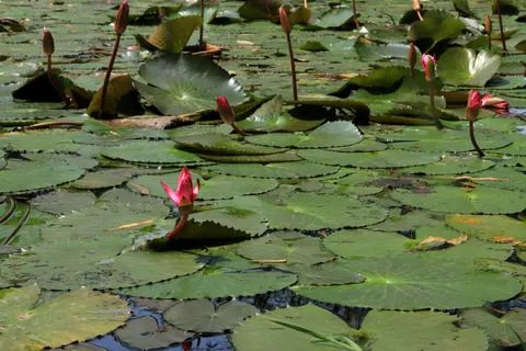 Fond d'écran Bassin de lotus 4K · flowers · 3840×2560