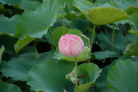 Lotusvijver 4K-achtergrond · flowers · 3840×2560