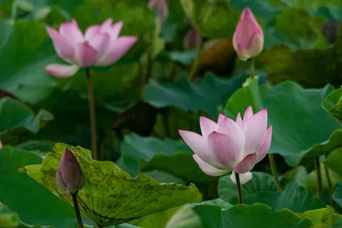 Tapeta Staw z Lotosami 4K · flowers · 3840×2560