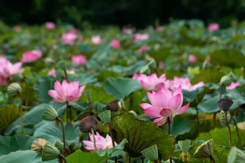 Обои Пруд с лотосами 4K · flowers · 3840×2560