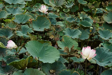 Обои Пруд с лотосами 4K · flowers · 3840×2560