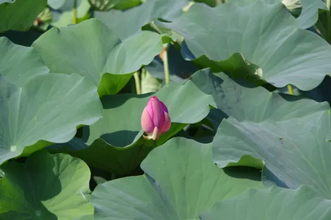 Hình nền Đầm Sen 4K · flowers · 3840×2553