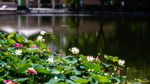 Fond d'écran Bassin de lotus 4K · flowers · 3840×2160