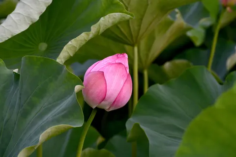 Lotus Pond 4K Wallpaper · flowers · 3840×2560