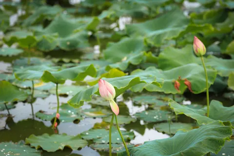 Обои Пруд с лотосами 4K · flowers · 3840×2561