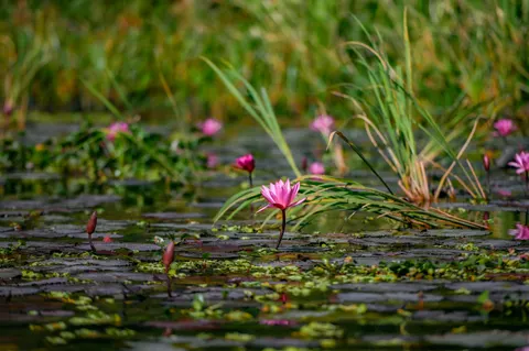 Обои Пруд с лотосами 4K · flowers · 3840×2555
