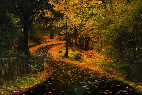 Sfondo Foresta Autunnale 4K · nature · 3840×2560