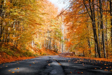 Sfondo Foresta Autunnale 4K · nature · 3840×2560