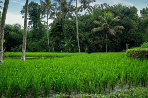 Bali 4K Wallpaper · travel · 3840×2560