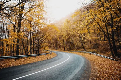 والپیپر جنگل پاییزی با کیفیت 4K · nature · 3840×2563