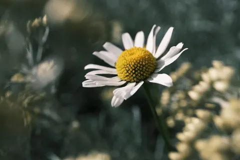 花卉微距 4K壁纸 · flowers · 3840×2560
