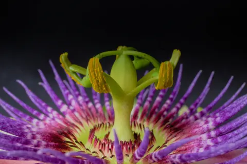 Fond d'écran Macro de fleur 4K · flowers · 3840×2563