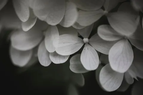 Fond d'écran Macro de fleur 4K · flowers · 3840×2560