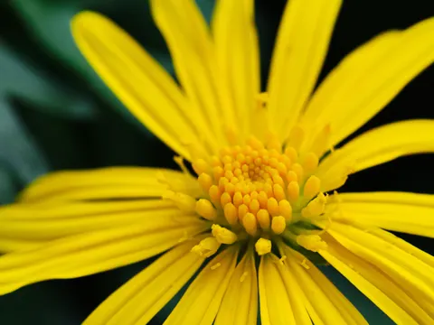 꽃 접사 4K 배경화면 · flowers · 3840×2880