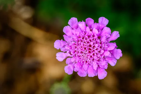 Blumen-Makro 4K Hintergrundbild · flowers · 3840×2560
