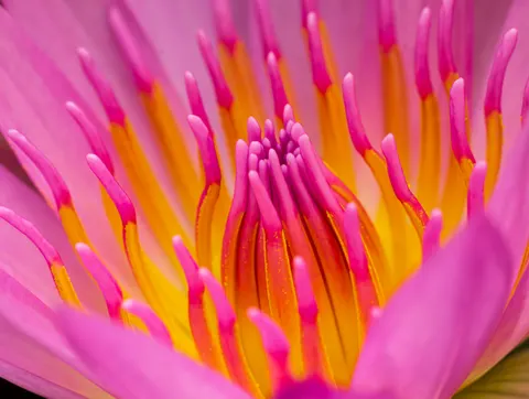 꽃 접사 4K 배경화면 · flowers · 3840×2892