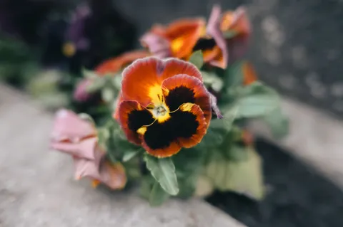꽃 접사 4K 배경화면 · flowers · 3840×2555