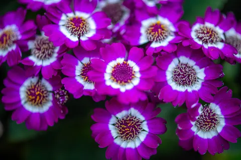 Blumen-Makro 4K Hintergrundbild · flowers · 3840×2560