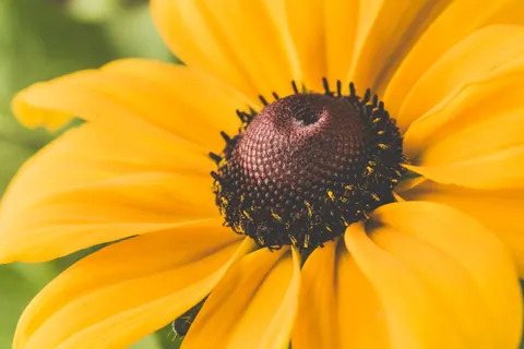 Blumen-Makro 4K Hintergrundbild · flowers · 3840×2560
