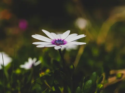 꽃 접사 4K 배경화면 · flowers · 3840×2880