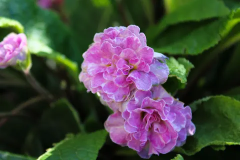 Blumen-Makro 4K Hintergrundbild · flowers · 3840×2560