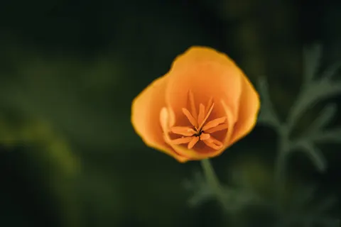 花卉微距 4K壁纸 · flowers · 3840×2560