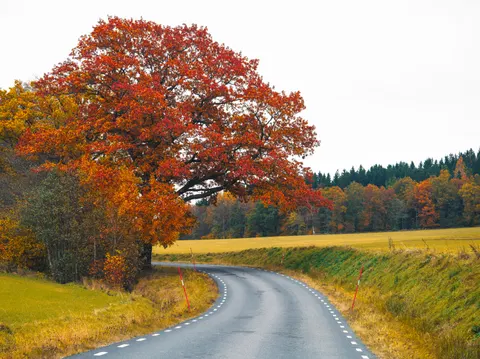 Sfondo Foresta Autunnale 4K · nature · 3840×2873