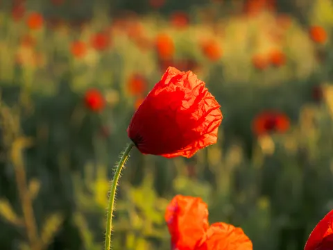花卉微距 4K壁纸 · flowers · 3840×2882