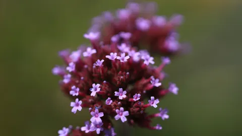 Blumen-Makro 4K Hintergrundbild · flowers · 3840×2158