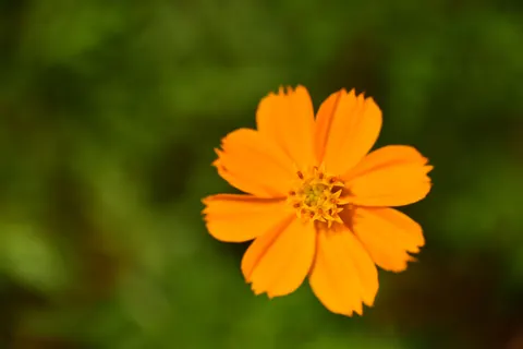 Flower Macro 4K Wallpaper · flowers · 3840×2563