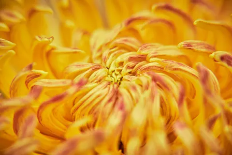 Flower Macro 4K Wallpaper · flowers · 3840×2560