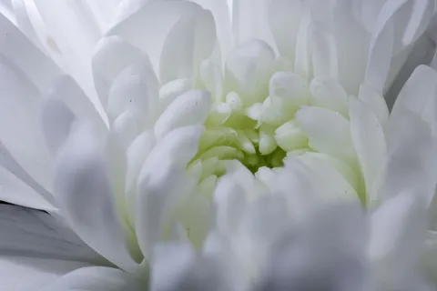 꽃 접사 4K 배경화면 · flowers · 3840×2561