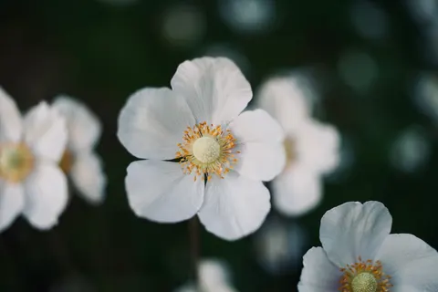 花卉微距 4K壁纸 · flowers · 3840×2560