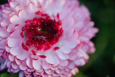 خلفية ماكرو الزهور بدقة 4K · flowers · 3840×2560