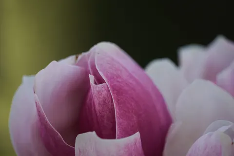 Fond d'écran Macro de fleur 4K · flowers · 3840×2560