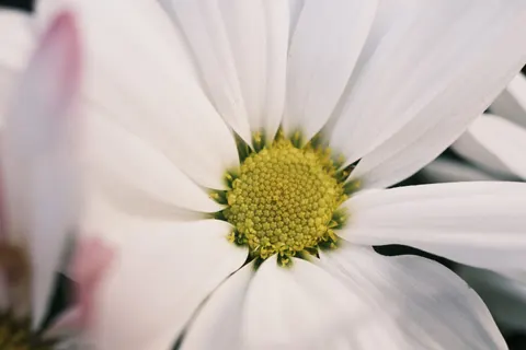 花卉微距 4K壁纸 · flowers · 3840×2560