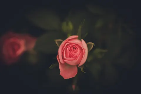 خلفية ماكرو الزهور بدقة 4K · flowers · 3840×2560
